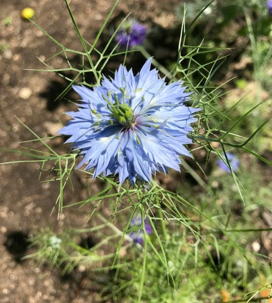 blue persian flower seeds