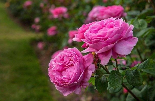 Pink Damask Rose Flower Seeds for Planting - 100 pcs