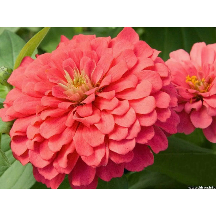 Zinnia Salmon Queen Flower Seeds for Planting 100 pcs