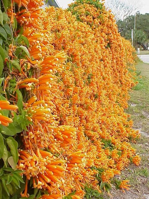 Heirloom Non-GMO Red Pyrostegia Venusta Flower Seeds for Planting – Climbing Vine Seeds