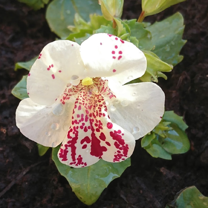 Hvide Mimulus Hybridus Blomsterfrø til udplantning 100 stk