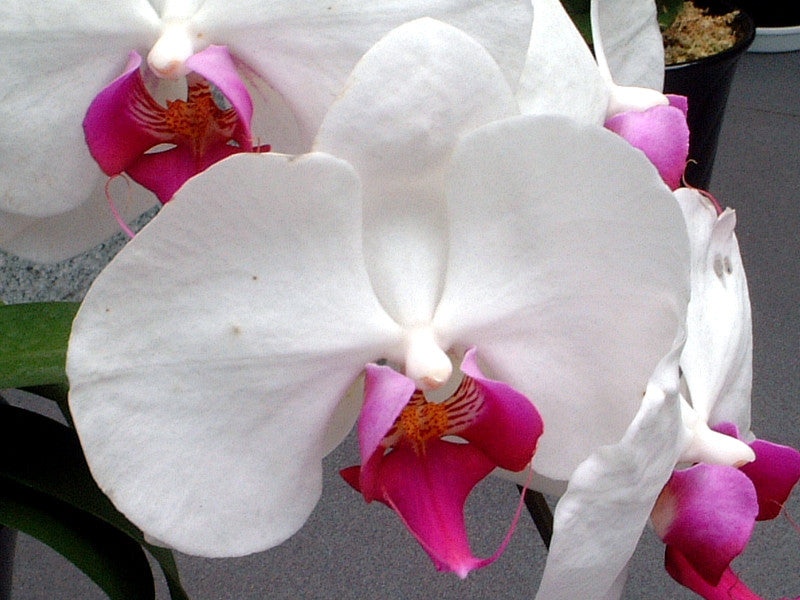orchid phalaenopsis flower seeds