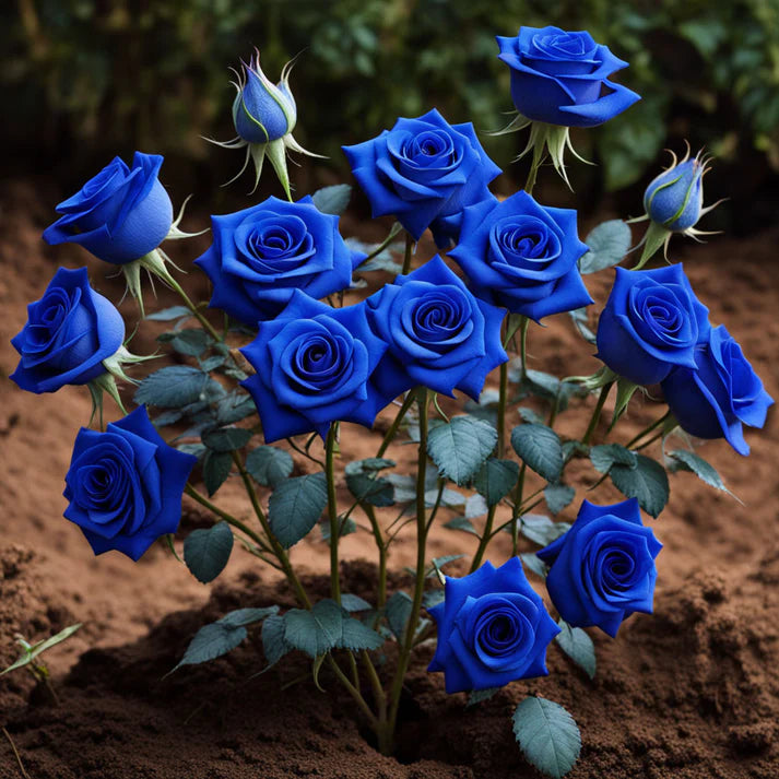 Dark Blue Rose Flower Seeds for Planting – Heirloom, Non-GMO Seeds for Garden Blooms