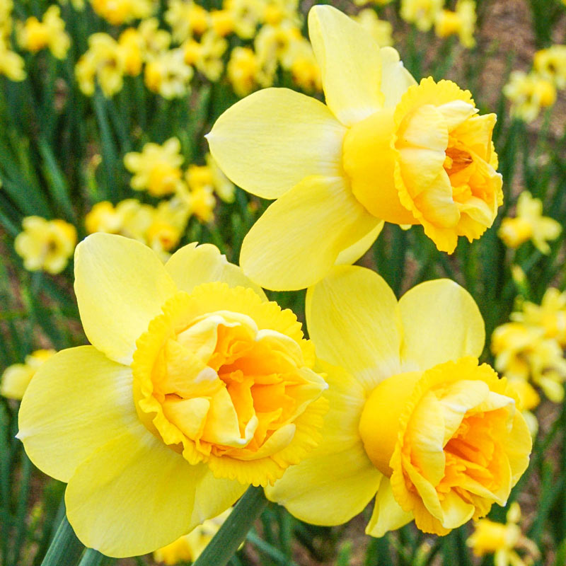 Dobbelt Narcissus Blomsterfrø til udplantning - Grøn &amp; Gul 100 stk