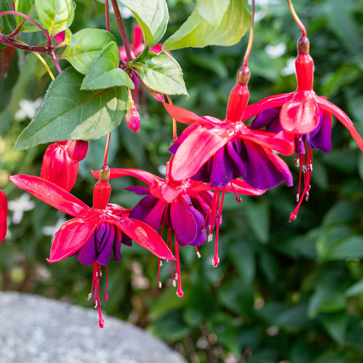 Friske dobbelte kronblade Fuchsia frø til udplantning, Blå Pink 100 stk