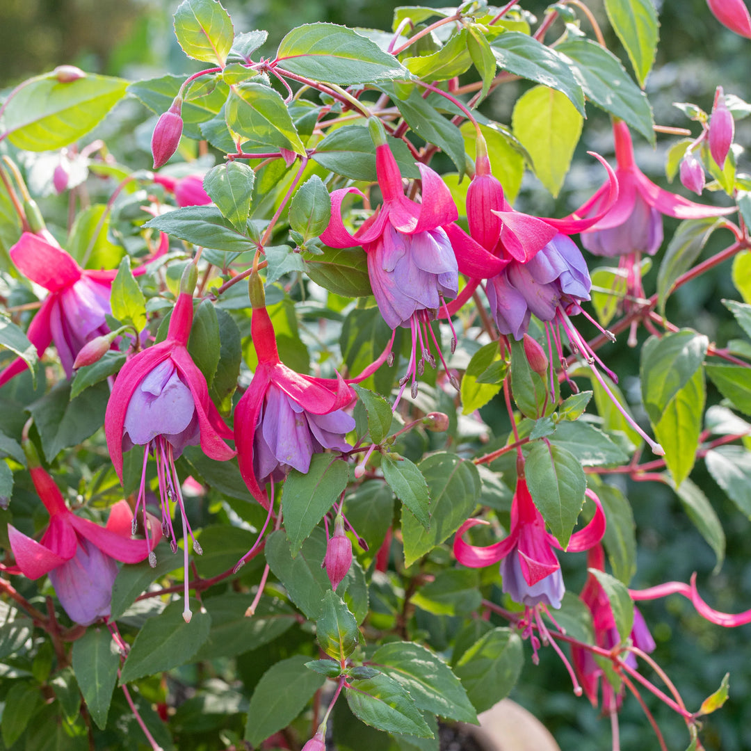 Red Pink Fuchsia Hybrida Flower Seeds – Heirloom Non-GMO High Germination Organic Garden Seeds for Planting