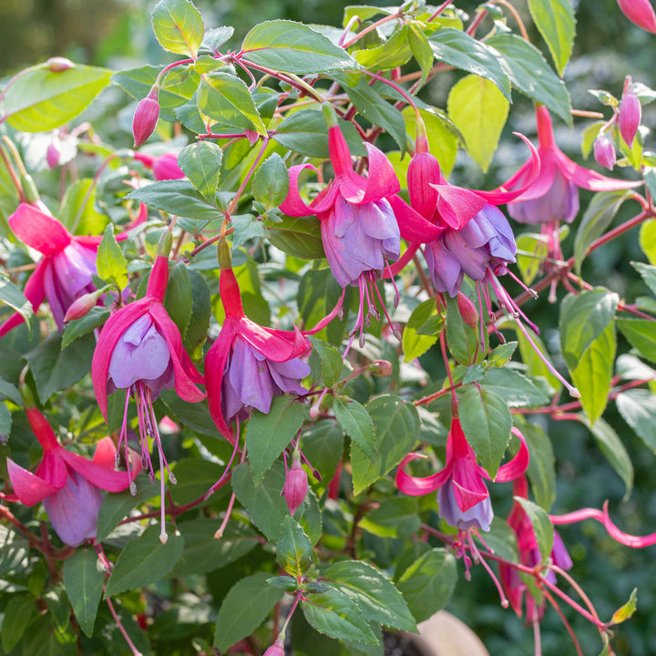Red Pink Fuchsia Hybrida Flower Seeds – Heirloom Non-GMO High Germination Organic Garden Seeds for Planting