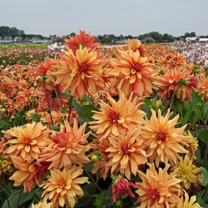 Dahlia Cancan Flower Seeds for Planting 100 pcs