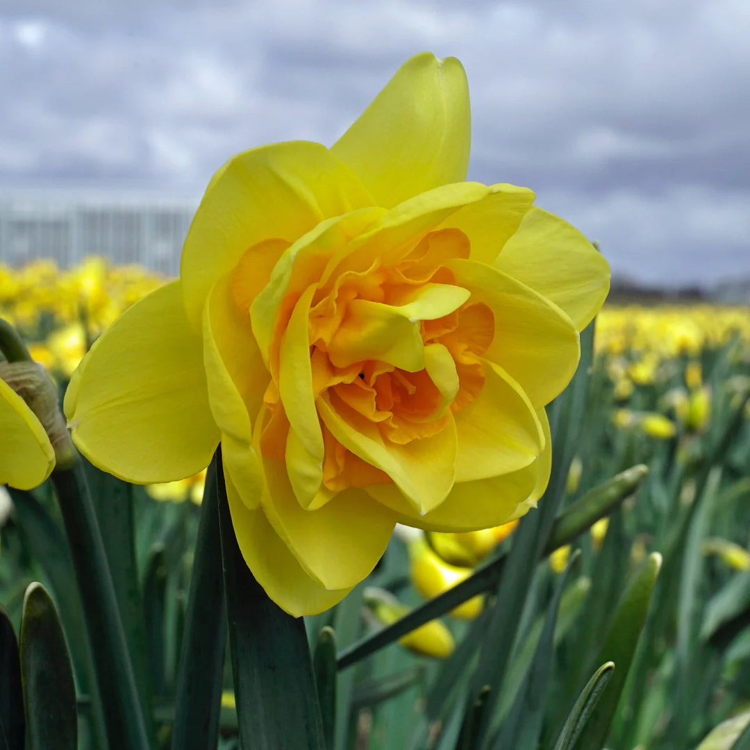 Double Narcissus Flower Seeds for Planting - Green & Yellow 100 pcs