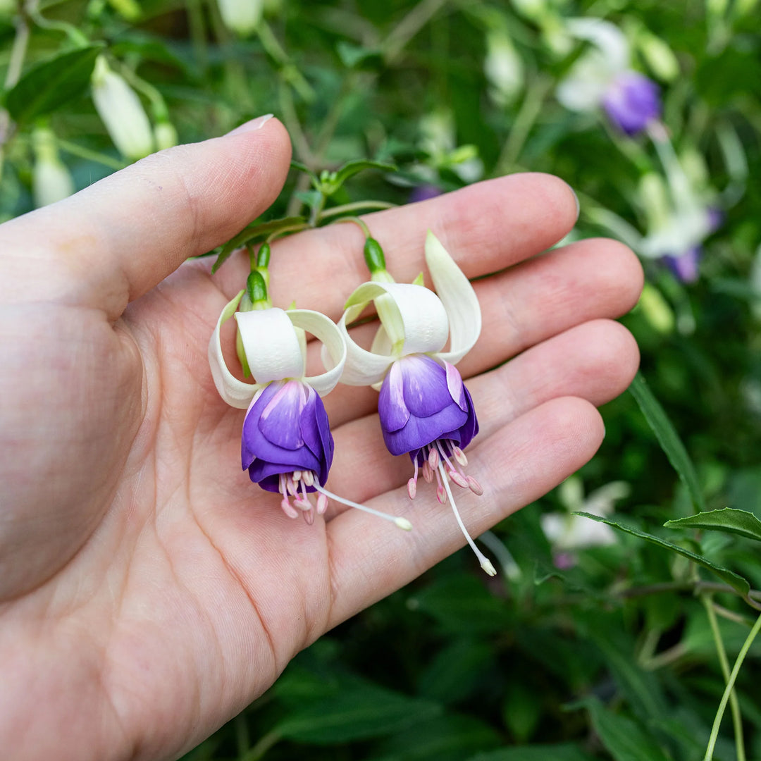 Heirloom Blue White Fuchsia Flower Seeds for Planting - Non-GMO, High Germination Organic Rare Blooming Garden Seeds