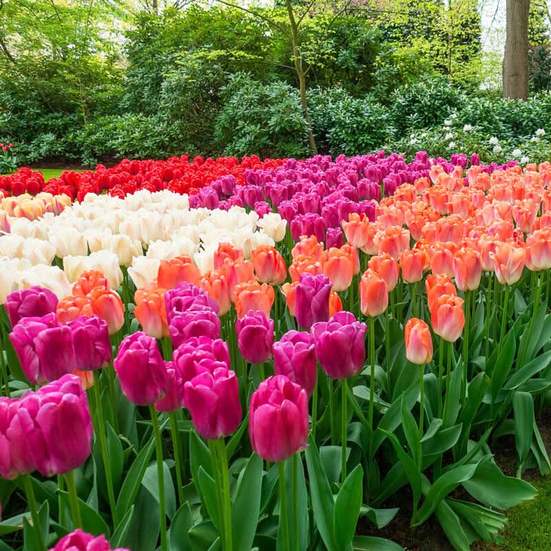 tulip mixed flower seeds
