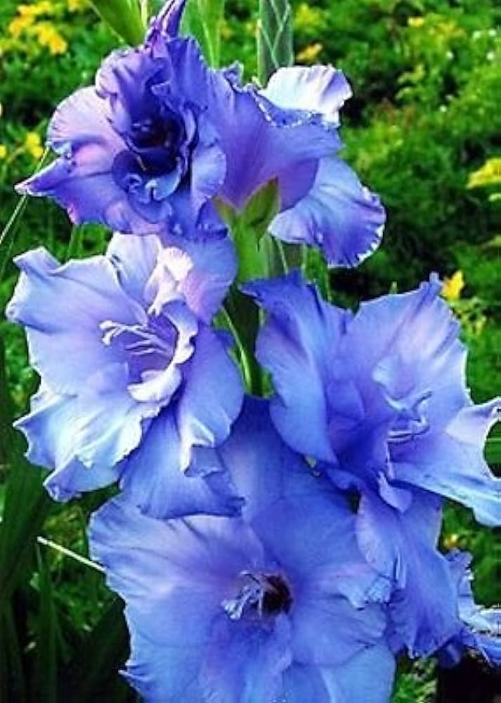 Gladiolus Flower Seeds for Planting - Blue 100 pcs