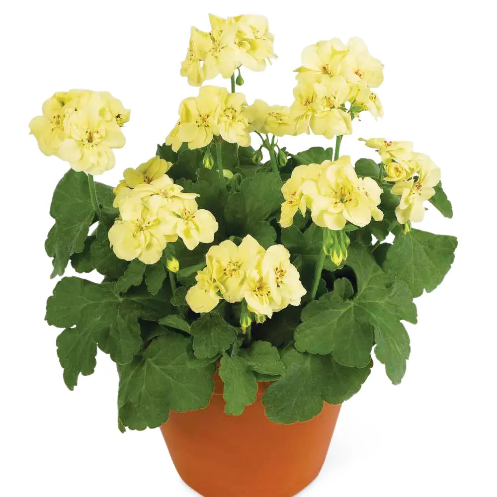 Geranium Pelargonium Yellow Flower Seeds for Planting 100 pcs