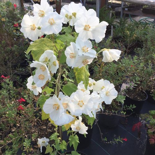 Organic Heirloom Abutilon Flower Seeds for Planting – White Lantern Blooms Non-GMO Organic Garden Seeds