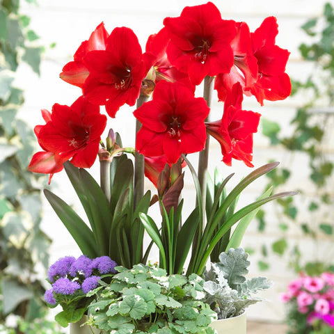 Amaryllis Flower Seeds for Planting, 100 pcs