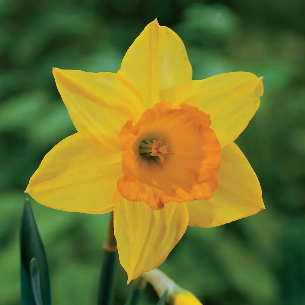 yellow light flower seeds