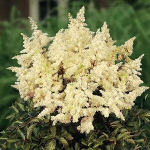 astilbe flower seeds Heirloom Non-GMO Cream Astilbe Flower Seeds for Garden Planting – Eleg – Neeraseeds