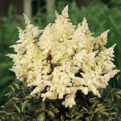 Creme Astilbe Blomsterfrø til udplantning - 100 stk