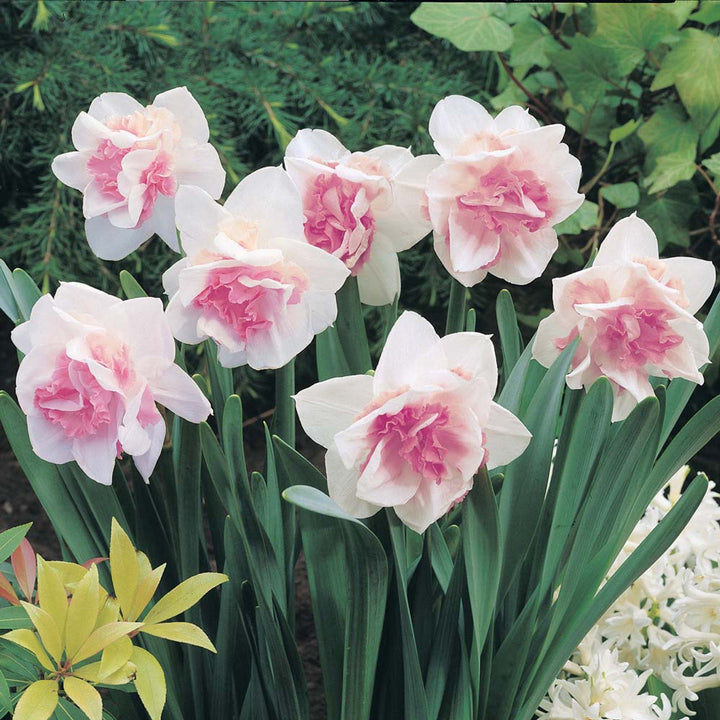 Pink Double Petals Daffodils Flower Seeds for Planting – Heirloom Non-GMO High Germination Organic Garden Seeds