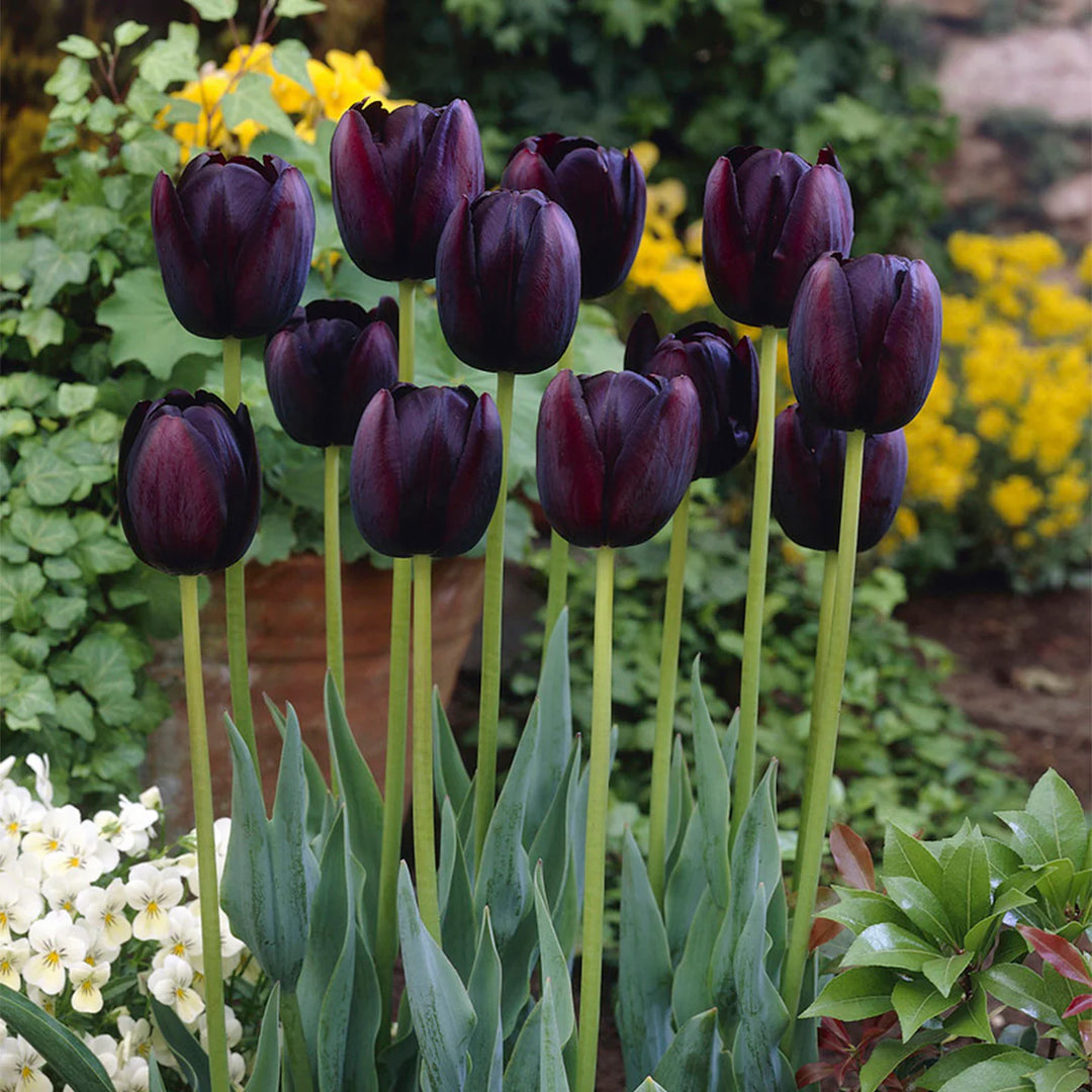 Maroon Tulip Flower Seeds for Planting – Heirloom, Non-GMO, High Germination Organic Garden Seeds