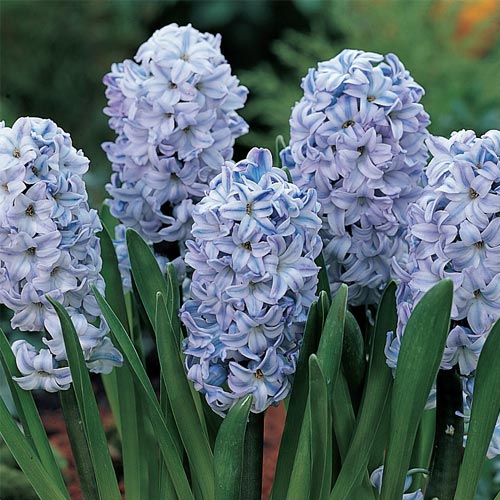 Hyacinthus Orientalis Flower Seeds for Planting – Heirloom, Non-GMO, High Germination Organic Garden Seeds