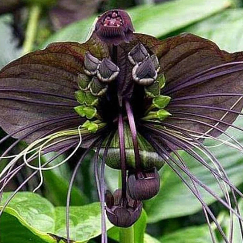 Sort Tacca Chantrieri plantefrø til udplantning - 100 stk