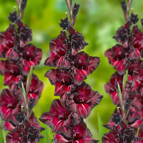 heirloom non flower seeds