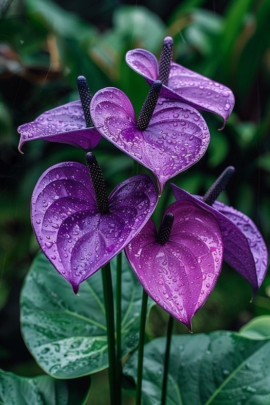 Violet Anthurium Flower Seeds for Planting – Heirloom Non-GMO Garden Seeds