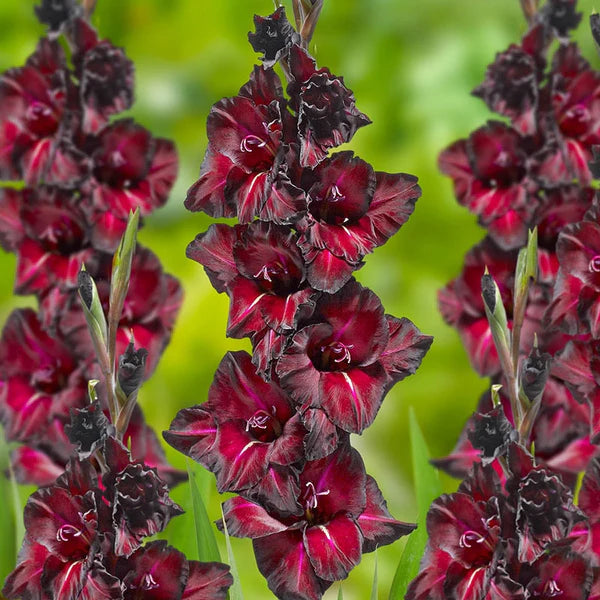 Rødbrune røde gladiolus blomsterfrø til plantning - 100 stk