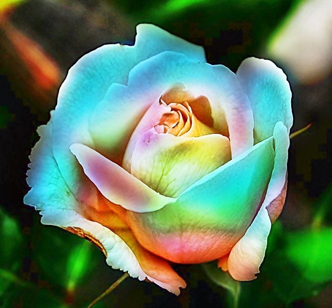 Multi-Color Rose Heirloom Non-GMO Seeds for Planting – High Germination Organic Garden Seeds for Vibrant Blooms