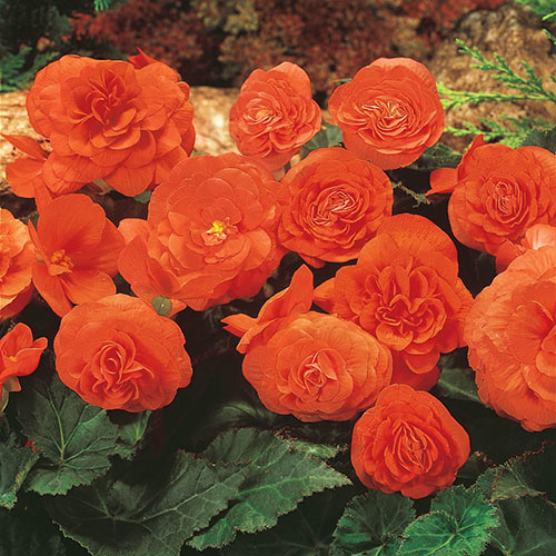 Orange Begonia Flower Seeds for Planting - 100 pcs