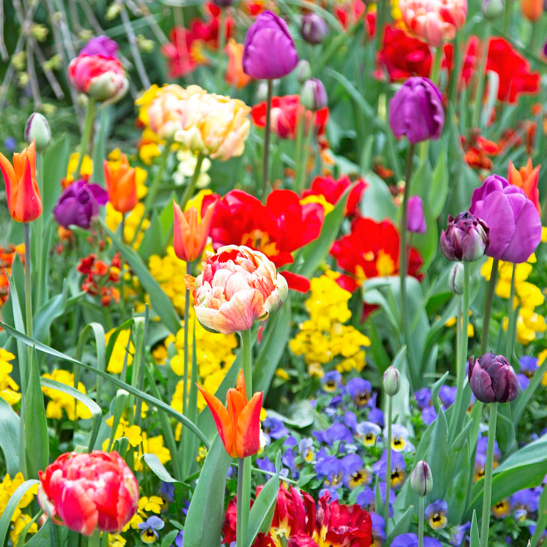 heirloom perennial flower seeds
