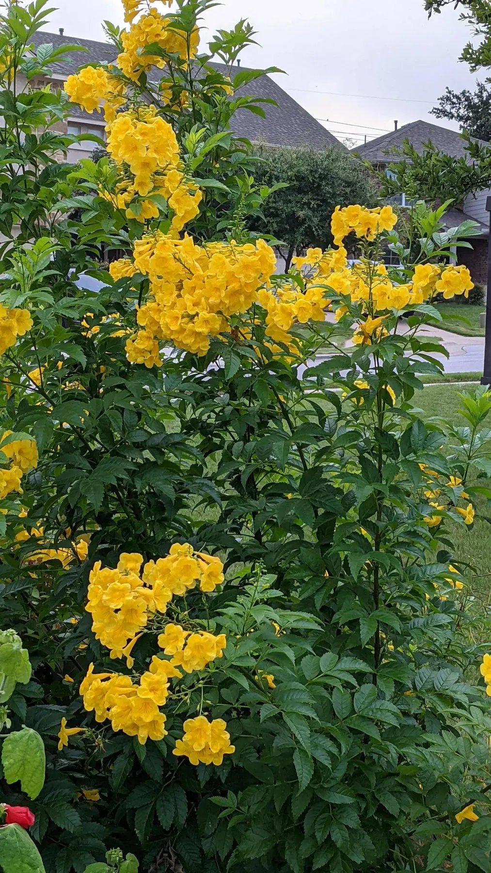esperanza plant flower seeds