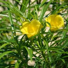 Thevetia Peruviana Flower Seeds for Planting – Heirloom, Non-GMO, High Germination Tropical Blooms for Hedges & Landscapes