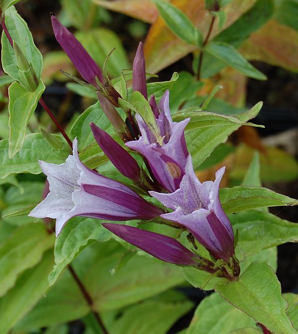 Lavendel Gentiana Asclepiadea frø til plantning - 100 stk