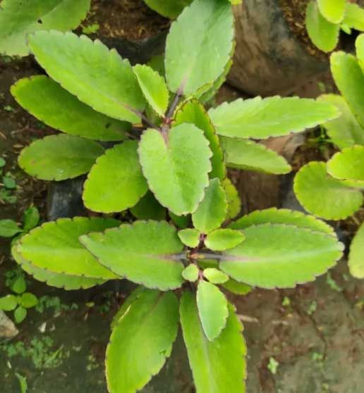 Bryophyllum Pinnatum plantefrø til udplantning – 100 stk