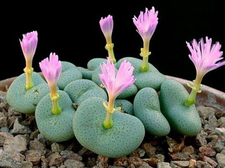 Conophytum blomsterfrø til udplantning, friske, 100 stk