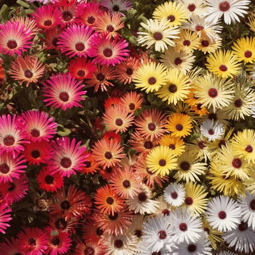 Mischfarbe Blomsterfrø til udplantning, 100 stk