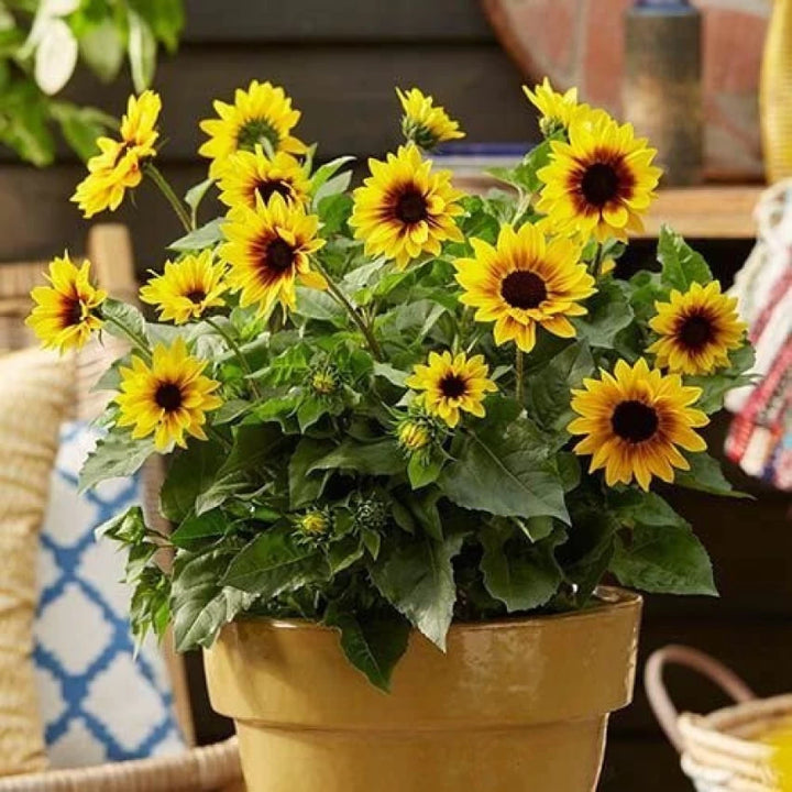 Heirloom Non-GMO Sunflower Bonsai Flower Seeds for Planting – Miniature Decorative Garden Blooms, High Germination