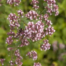 Sweet Marjoram Herb Seeds for Planting