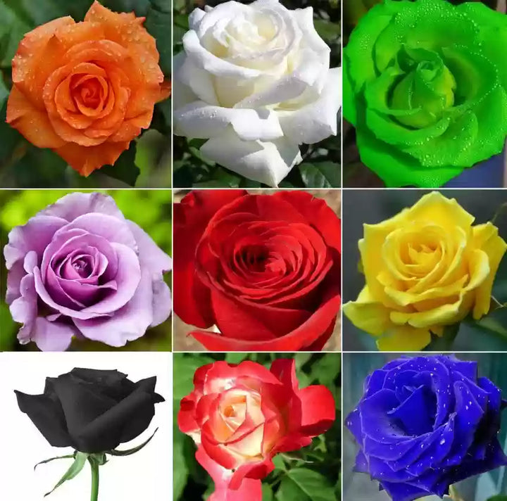 Fresh Rose Flower Seeds for Planting, Mixed 100 pcs