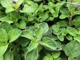 Greek Oregano Seeds for Planting – Heirloom, Non-GMO Culinary Herb for Mediterranean Flavor and Herb Gardens