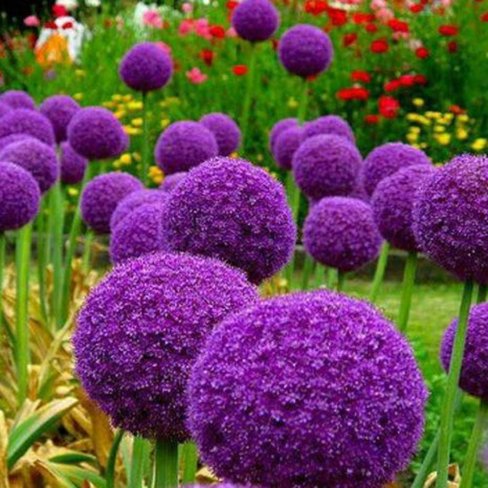 allium giganteum flower seeds