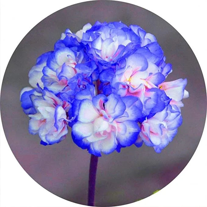 Geranium White Blue Flower Seeds for Planting 100 pcs