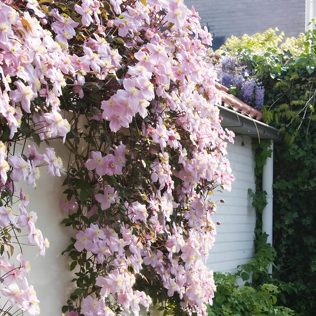 multicolored clematis flower seeds