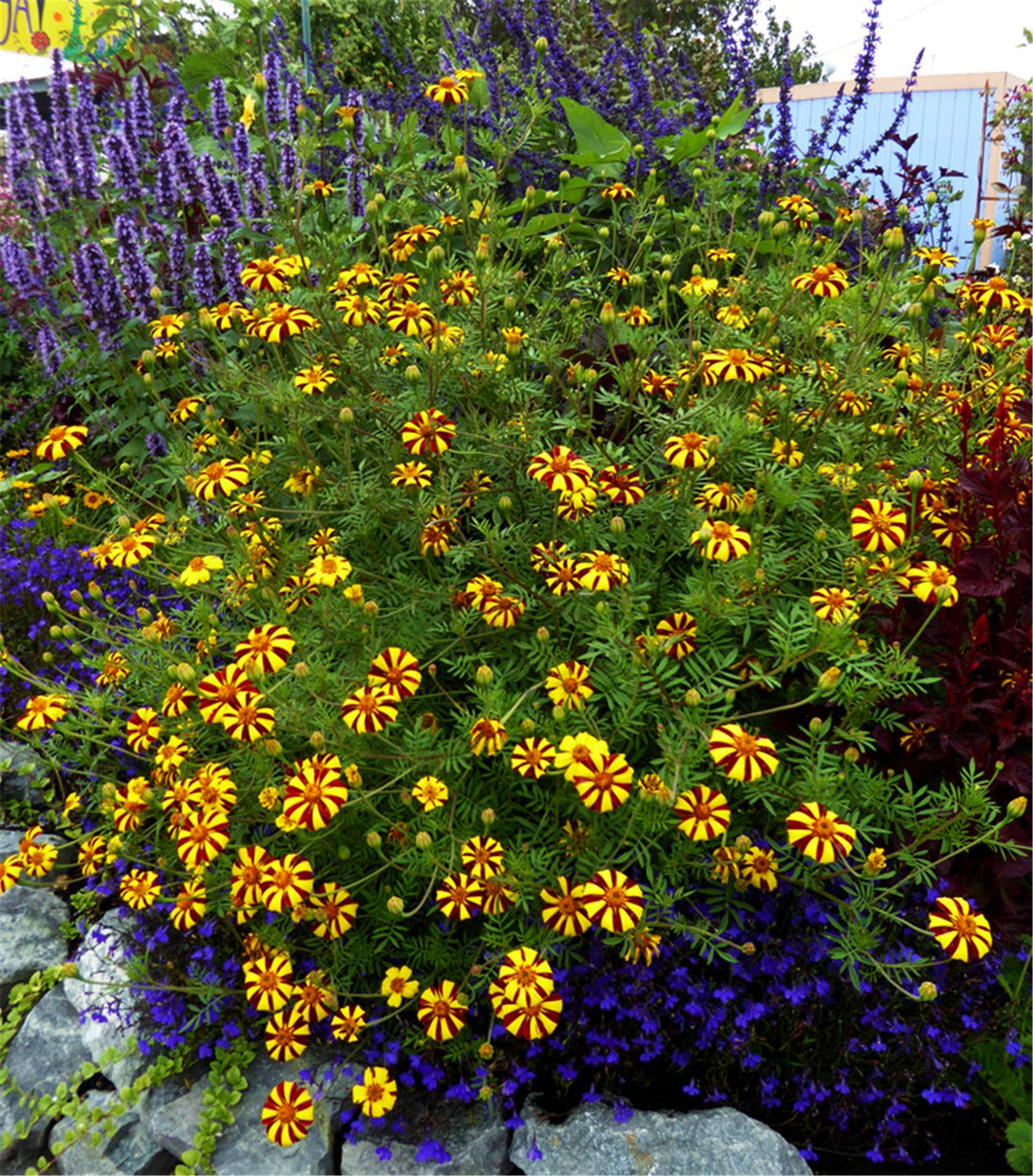 marigold tagetes flower seeds