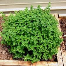 Greek Oregano Seeds for Planting – Heirloom, Non-GMO Culinary Herb for Mediterranean Flavor and Herb Gardens