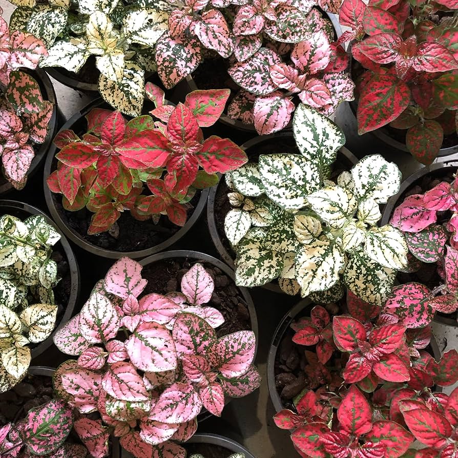 polka dot flower seeds