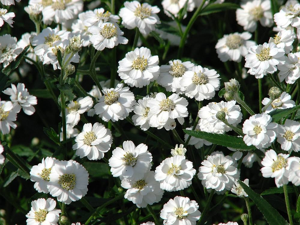 yarrow achillea flower seeds