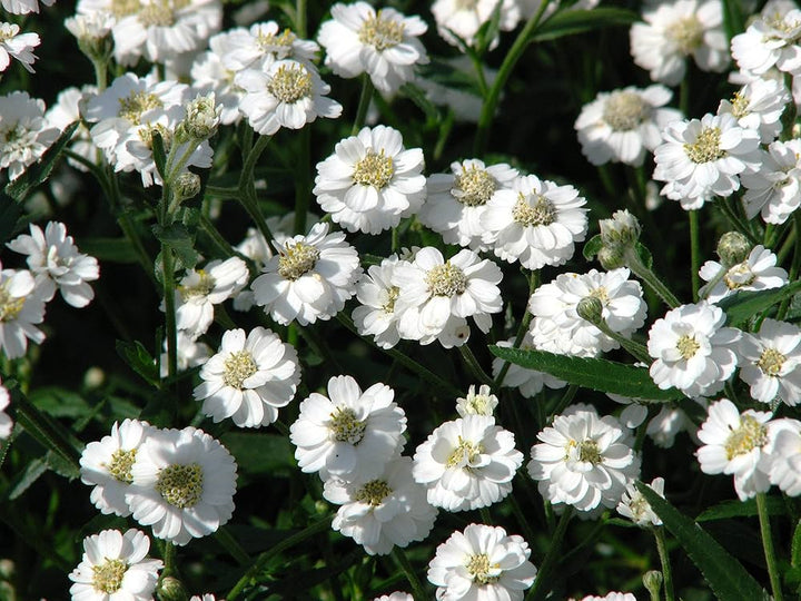 Yarrow Achillea Ptarmica Perle Marsh Flower For Planting In Backyard Gardening Borders Flower